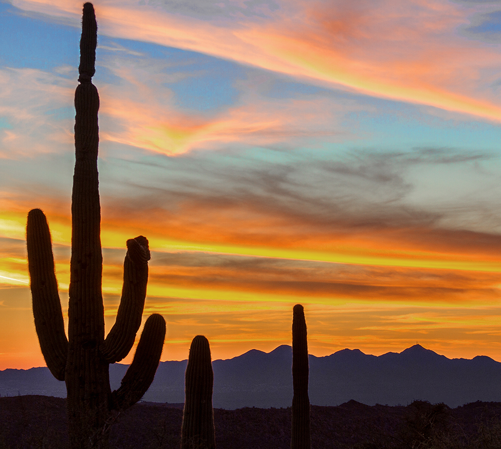 cactus in arizona desert